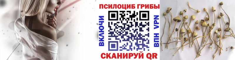 Галлюциногенные грибы мицелий  Сухой Лог 